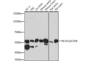 Western blot analysis of extracts of various cell lines, using PIK3R3/p55PIK Rabbit mAb (ABIN1680999, ABIN3018371, ABIN3018372 and ABIN7101604) at 1:1000 dilution.