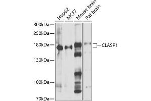 Western blot analysis of extracts of various cell lines, using CL antibody (ABIN6127635, ABIN6138659, ABIN6138660 and ABIN6222880) at 1:1000 dilution. (CLASP1 Antikörper  (AA 1389-1538))