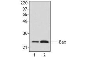 Western Blotting (WB) image for anti-BCL2-Associated X Protein (BAX) antibody (ABIN2666258) (BAX Antikörper)