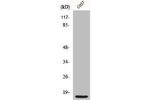Western Blot analysis of COS7 cells using MRP-S21 Polyclonal Antibody (MRPS21 Antikörper  (Internal Region))