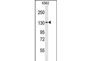 Western blot analysis of anti-VARS Antibody (N-term) (ABIN392311 and ABIN2841962) in K562 cell line lysates (35 μg/lane). (VARS Antikörper  (N-Term))