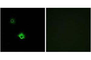 Immunofluorescence analysis of A549 cells, using GALR3 Antibody.