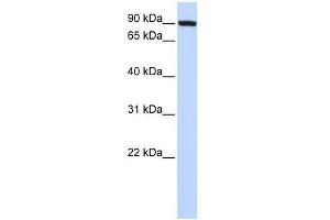 WB Suggested Anti-TFR2 Antibody Titration:  0. (Transferrin Receptor 2 Antikörper  (N-Term))