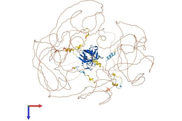NKTR Protein (AA 1-1462) (His tag)