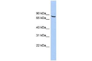 ACCN4 antibody used at 1 ug/ml to detect target protein.