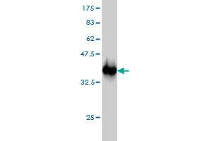 Western Blotting (WB) image for anti-Upstream Binding Transcription Factor, RNA Polymerase I (UBTF) (AA 551-650) antibody (ABIN563329)