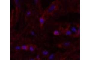 Immunofluorescence analysis of Human breast tissue using alpha Lactalbumin Monoclonal Antibody at dilution of 1:200. (LALBA Antikörper)