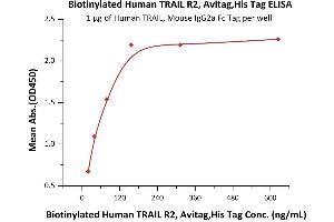Immobilized Human TRAIL, Mouse IgG2a Fc Tag (ABIN6933657,ABIN6938881) at 10 μg/mL (100 μL/well) can bind Biotinylated Human TRAIL R2, Avitag,His Tag (ABIN3137686,ABIN5674027) with a linear range of 2-78 ng/mL (QC tested). (TNFRSF10B Protein (AA 56-182) (His tag,AVI tag,Biotin))