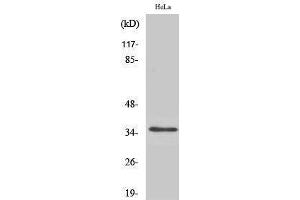 Western Blotting (WB) image for anti-Olfactory Receptor, Family 52, Subfamily A, Member 1 (OR52A1) (Internal Region) antibody (ABIN3186125) (OR52A1 Antikörper  (Internal Region))