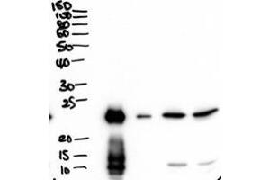 ABIN1590136 (2µg/ml) staining of secretions from Human primary airway cells in culture (lanes 1 and 2), and in Human Bronchoalveolar Lavage fluid (lanes 3 and 4) . (BPIFA1 Antikörper  (Internal Region))