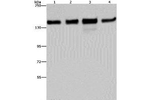 Western Blot analysis of 293T, Hela, A172 and A549 cell using GOLGA2 Polyclonal Antibody at dilution of 1:600 (Golgin A2 (GOLGA2) Antikörper)