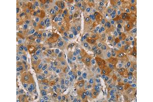 Immunohistochemistry (IHC) image for anti-Cystatin S (CST4) antibody (ABIN2828387) (CST4 Antikörper)