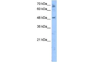 LENG4 antibody used at 5 ug/ml to detect target protein. (MBOAT7 Antikörper  (C-Term))