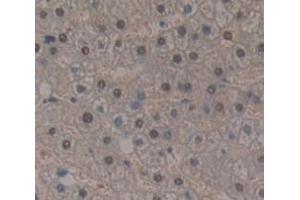 IHC-P analysis of Human Tissue, with DAB staining. (HIST1H2AB Antikörper  (AA 2-130))