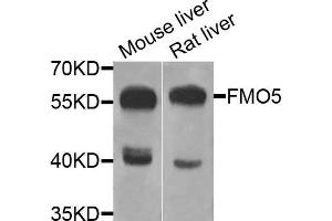 Western blot analysis of extracts of mouse liver and rat liver cells, using FMO5 antibody. (FMO5 Antikörper)