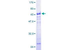Image no. 1 for RNA Binding Motif Protein 4 (RBM4) (AA 1-364) protein (GST tag) (ABIN1317607) (RBM4 Protein (AA 1-364) (GST tag))