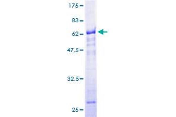 RBM4 Protein (AA 1-364) (GST tag)
