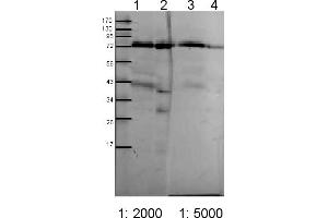 Image no. 1 for anti-Chloroplast Outer Envelope Membrane Translocon Complex Oep75 Protein (Toc75) antibody (ABIN488514) (Toc75 Antikörper)
