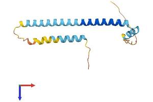 TSC22D3 Protein (AA 1-137) (His tag)