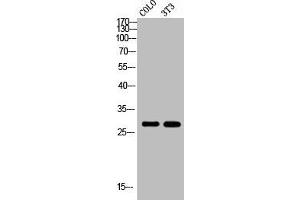 Western Blot analysis of COLO NIH-3T3 cells using Rab 6A Polyclonal Antibody