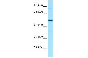 WB Suggested Anti-HPSE2 Antibody Titration: 1. (Heparanase 2 Antikörper  (N-Term))