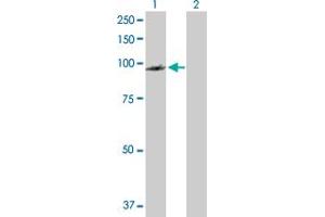 Western Blot analysis of PDCD6IP expression in transfected 293T cell line by PDCD6IP MaxPab polyclonal antibody. (ALIX Antikörper  (AA 1-868))