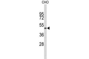 Western Blotting (WB) image for anti-Golgin, RAB6-Interacting (GORAB) antibody (ABIN3004090) (GORAB Antikörper)