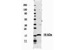 Image no. 1 for anti-Interleukin 1, beta (IL1B) (N-Term) antibody (ABIN1102518) (IL-1 beta Antikörper  (N-Term))