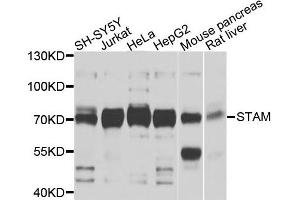 Western blot analysis of extracts of various cells, using STAM antibody. (STAM Antikörper)