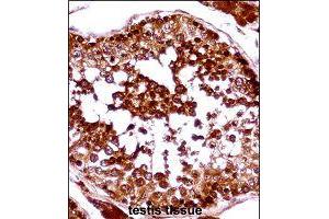Immunohistochemistry (Formalin/PFA-fixed paraffin-embedded sections) of human testis tissue with HSFX1 polyclonal antibody  followed by peroxidase conjugation of the secondary antibody and DAB staining. (HSFX1 Antikörper  (AA 201-230))
