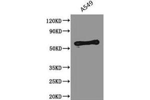 Western Blotting (WB) image for anti-Podocalyxin-Like (PODXL) antibody (ABIN7163728)
