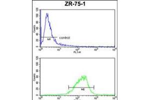 Flow cytometric analysis of ZR-75-1 cells (bottom histogram) compared to a negative control cell (top histogram). (COX6A1 Antikörper  (AA 50-78))