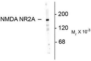 Image no. 1 for anti-Glutamate Receptor, Ionotropic, N-Methyl D-Aspartate 2a (GRIN2A) (N-Term) antibody (ABIN372681) (NMDAR2A Antikörper  (N-Term))