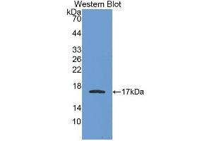 Western blot analysis of the recombinant protein. (APOA1 Antikörper  (AA 122-267))
