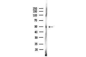 Western blot analysis of lysates from PC12 cells, using FOX Antibody at 1/1000 dilution.