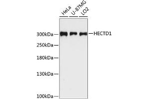 Western blot analysis of extracts of various cell lines, using HECTD1 antibody (ABIN6128015, ABIN6141706, ABIN6141707 and ABIN6225003) at 1:3000 dilution. (HECTD1 Antikörper  (AA 2518-2610))