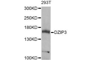 Western blot analysis of extracts of 293T cells, using DZIP3 Antibody (ABIN5975097) at 1/1000 dilution. (DZIP3 Antikörper)