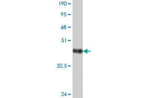 Western Blot detection against Immunogen (37. (RRN3 Antikörper  (AA 525-631))