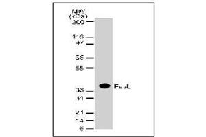 Western Blotting (WB) image for anti-Fas Ligand (TNF Superfamily, Member 6) (FASL) antibody (ABIN155064) (FASL Antikörper)
