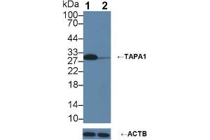 Western blot analysis of (1) Wild-type U87MG cell lysate, and (2) TAPA1 knockout U87MG cell lysate, using Rabbit Anti-Human TAPA1 Antibody (3 µg/ml) and HRP-conjugated Goat Anti-Mouse antibody (abx400001, 0. (CD81 Antikörper  (AA 113-201))