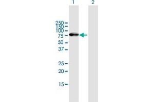 Western Blot analysis of ZNF254 expression in transfected 293T cell line by ZNF254 MaxPab polyclonal antibody. (ZNF254 Antikörper  (AA 1-659))