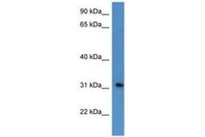 Image no. 1 for anti-Rhophilin Associated Tail Protein 1-Like (ROPN1L) (AA 44-93) antibody (ABIN6746855) (ROPN1L Antikörper  (AA 44-93))