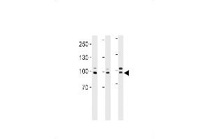 EPC1 Antikörper  (AA 305-334)