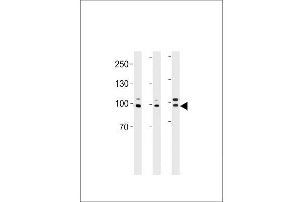 EPC1 Antikörper  (AA 305-334)