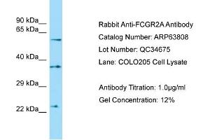 WB Suggested Anti-FCGR2A Antibody Titration: 1. (FCGR2A Antikörper  (C-Term))