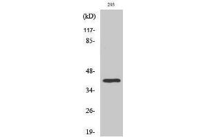 Western Blotting (WB) image for anti-TATA Box Binding Protein (TBP) (Internal Region) antibody (ABIN3187235) (TBP Antikörper  (Internal Region))