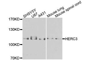 Western blot analysis of extracts of various cell lines, using HERC3 antibody (ABIN5996324) at 1/1000 dilution. (HERC3 Antikörper)