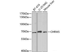 Western blot analysis of extracts of various cell lines using CHRM5 Polyclonal Antibody at dilution of 1:1000. (CHRM5 Antikörper)