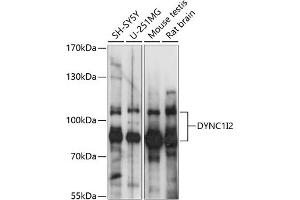 Western blot analysis of extracts of various cell lines, using DYNC1I2 antibody (ABIN7266862) at 1:1000 dilution.