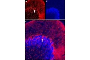 Expression of Vesicular GABA Transporter in rat cerebellum - Immunohistochemical staining of rat frozen cerebellum sections using Anti-Vesicular GABA Transporter (VGAT)-ATTO Fluor-594 Antibody (ABIN7043720), (1:100).